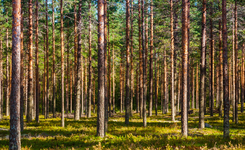 Blog sur la protection des forêts avec le camping Lou Pignada 5 étoiles dans les Landes