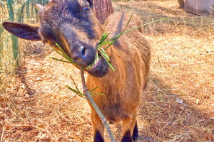 Chèvre de la mini ferme au camping Lou Pignada 5 étoiles dans les Landes 