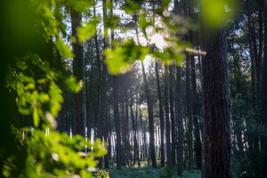 Forêt de pins accessible du camping Lou pignada 5 étoiles dans les Landes