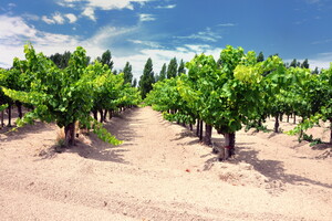 Vignobles les pieds dans le sable du domaine viticole dans les Landes