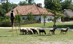 Echassier et ses moutons à l'Ecomusée de Marquèze dans le Parc Régional des Landes de Gascogne