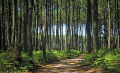 Sentier balisés dans la forêt de pins des Landes 